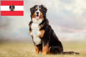 Lire la suite à propos de l’article Bouvier bernois éleveurs et chiots en Autriche