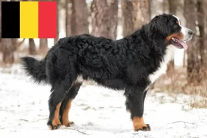Lire la suite à propos de l’article Bouvier bernois éleveurs et chiots en Belgique