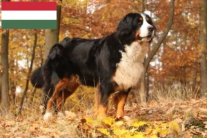 Lire la suite à propos de l’article Bouvier bernois éleveurs et chiots en Hongrie