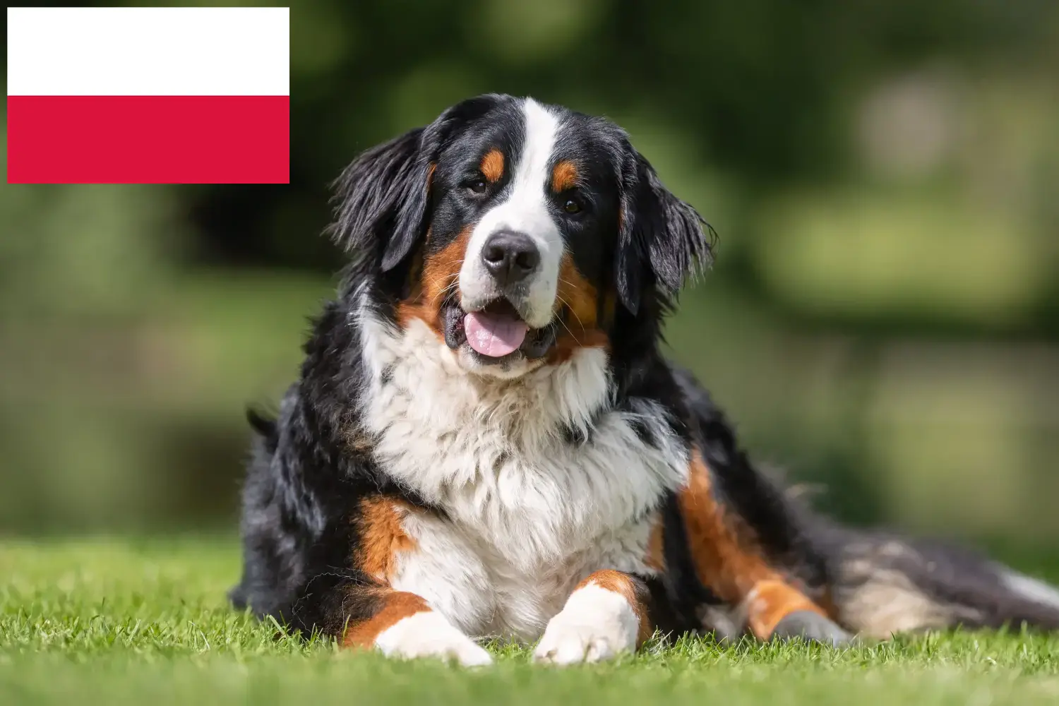 Bouvier bernois chiots et éleveurs Pologne Ici, tu trouveras des éleveurs de bouviers bernois en Pologne.