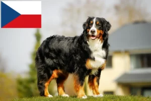 Lire la suite à propos de l’article Bouvier bernois éleveurs et chiots en République tchèque