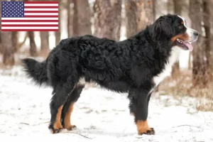 Lire la suite à propos de l’article Éleveurs de bouviers bernois et chiots aux États-Unis