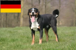 Lire la suite à propos de l’article Bouvier d’Appenzell éleveurs et chiots en Allemagne
