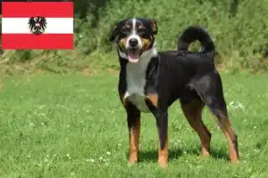 Lire la suite à propos de l’article Bouvier d’Appenzell éleveurs et chiots en Autriche