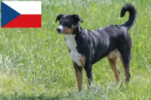Lire la suite à propos de l’article Bouvier d’Appenzell éleveurs et chiots en République tchèque