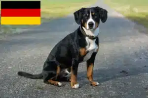Lire la suite à propos de l’article Éleveurs de bouviers d’Entlebuch et chiots en Allemagne