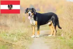 Lire la suite à propos de l’article Éleveurs de bouviers d’Entlebuch et chiots en Autriche