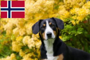 Lire la suite à propos de l’article Éleveurs de bouviers de l’Entlebuch et chiots en Norvège