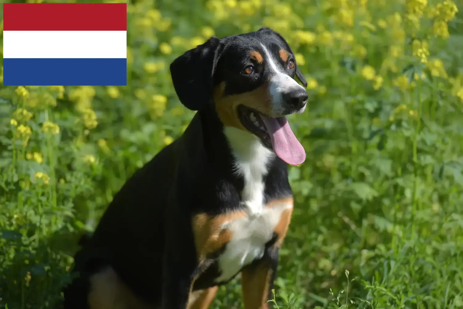 Bouvier d'Entlebuch chiots et éleveurs Pays-Bas Ici, tu trouveras des éleveurs de bouviers d'Entlebuch aux Pays-Bas.