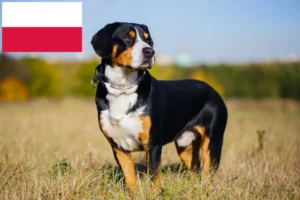 Lire la suite à propos de l’article Éleveurs de bouviers de l’Entlebuch et chiots en Pologne