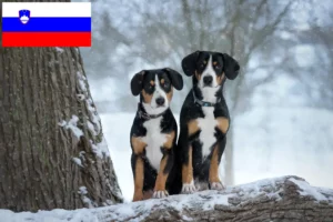 Lire la suite à propos de l’article Éleveurs de bouviers de l’Entlebuch et chiots en Slovénie