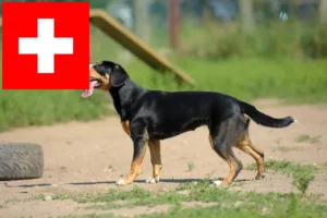 Lire la suite à propos de l’article Éleveurs de bouviers de l’Entlebuch et chiots en Suisse