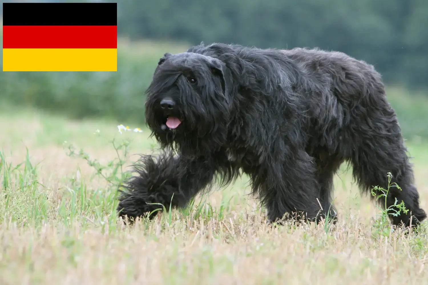Bouvier des Flandres chiots et éleveurs Allemagne Ici vous trouverez des éleveurs de Bouvier des Flandres en France.