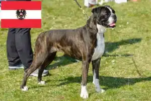 Lire la suite à propos de l’article Éleveurs de boxers et chiots en Autriche