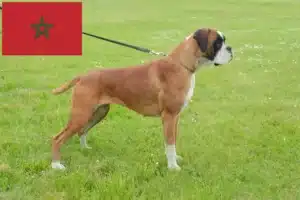 Lire la suite à propos de l’article Boxer éleveurs et chiots au Maroc