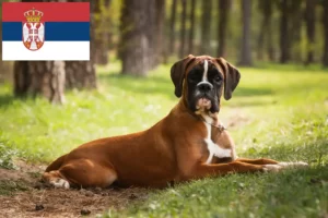 Lire la suite à propos de l’article Boxer éleveurs et chiots en Serbie