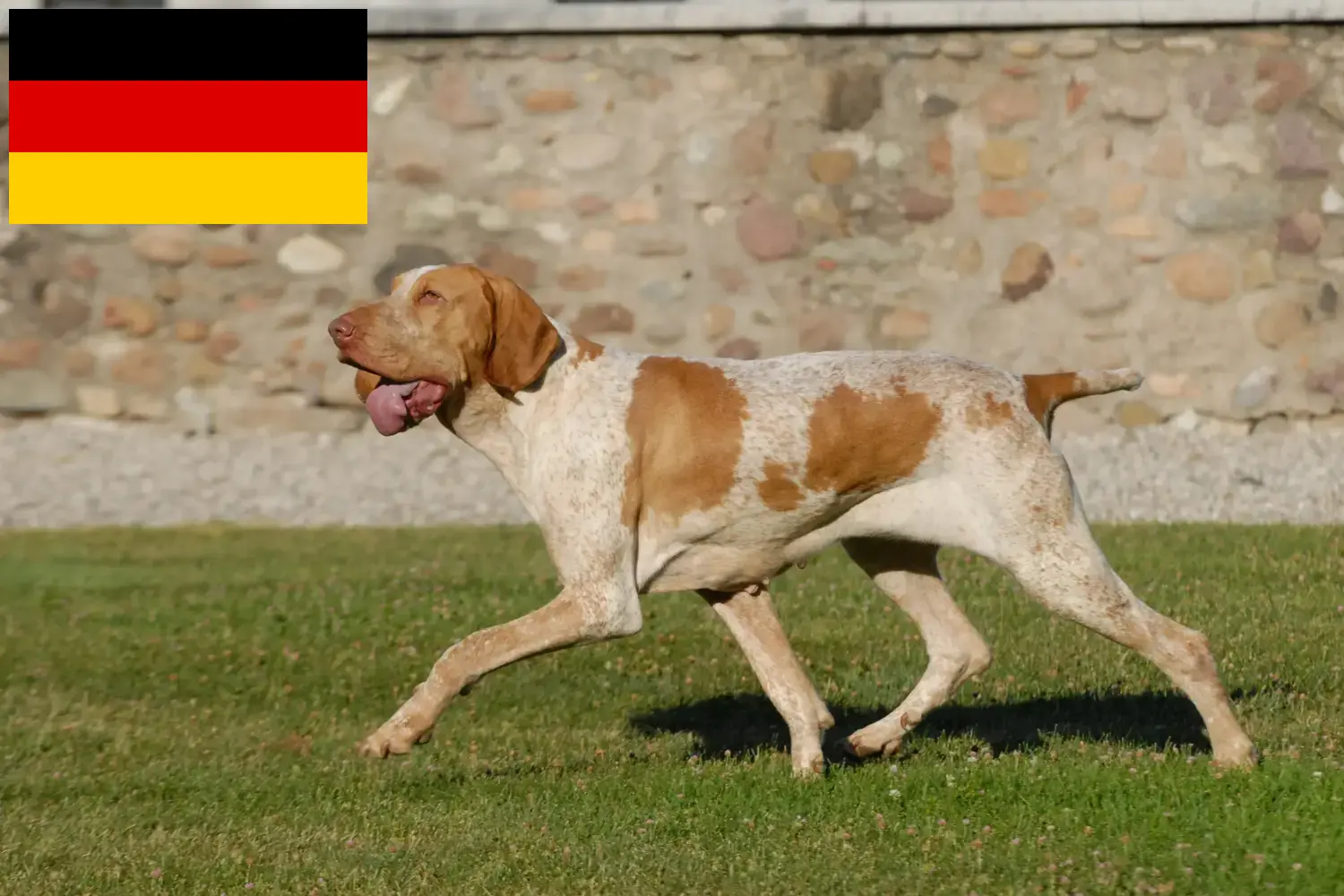 Bracco Italiano Chiots et éleveurs Allemagne Ici tu trouves les éleveurs de Bracco Italianos en France.