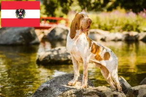 Lire la suite à propos de l’article Bracco Italiano Éleveurs et chiots en Autriche