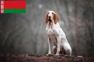 Lire la suite à propos de l’article Bracco Italiano éleveurs et chiots en Biélorussie