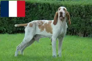 Lire la suite à propos de l’article Bracco Italiano Éleveurs et chiots en France