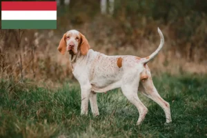 Lire la suite à propos de l’article Bracco Italiano Éleveurs et chiots en Hongrie