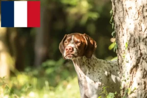 Lire la suite à propos de l’article Braque français type Gascogne Éleveurs et chiots en France