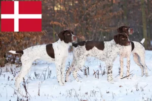 Lire la suite à propos de l’article Braque français type Pyrénées Éleveurs et chiots au Danemark