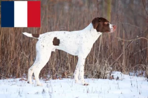 Lire la suite à propos de l’article Braque français type Pyrénées Éleveurs et chiots en France