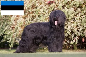 Lire la suite à propos de l’article Éleveurs de Briards et chiots en Estonie
