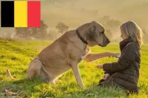 Lire la suite à propos de l’article Éleveurs de Broholmer et chiots en Belgique