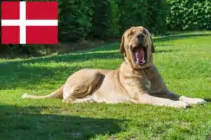 Lire la suite à propos de l’article Éleveurs de Broholmer et chiots au Danemark
