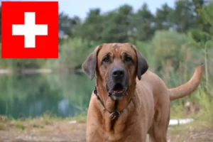 Lire la suite à propos de l’article Éleveurs de Broholmer et chiots en Suisse