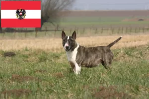 Lire la suite à propos de l’article Éleveurs de Bull Terriers et chiots en Autriche