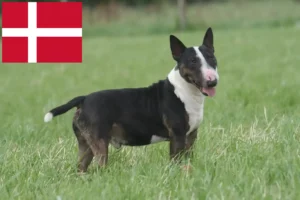 Lire la suite à propos de l’article Éleveurs de Bull Terriers et chiots au Danemark
