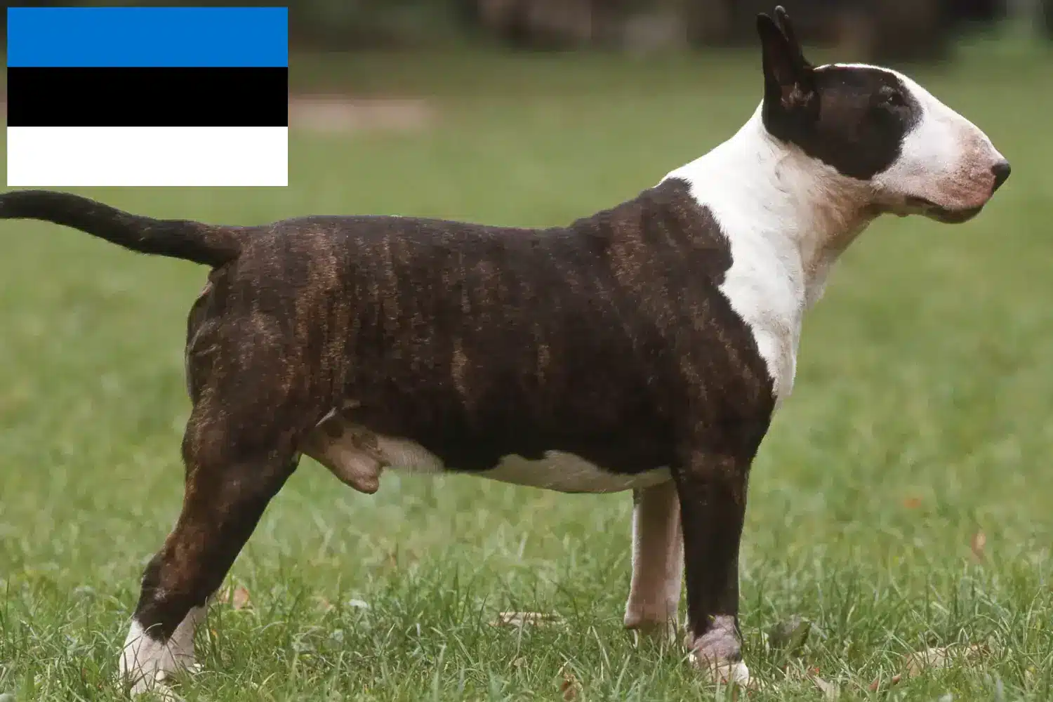 Bull Terrier chiots et éleveurs Estonie Ici vous trouverez des éleveurs de Bull Terrier en Estonie.