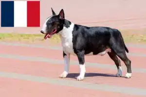 Lire la suite à propos de l’article Éleveurs de Bull Terriers et chiots en France