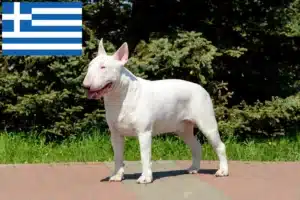 Lire la suite à propos de l’article Éleveurs de Bull Terriers et chiots en Grèce