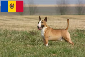 Lire la suite à propos de l’article Éleveurs de Bull Terrier et chiots en République de Moldavie