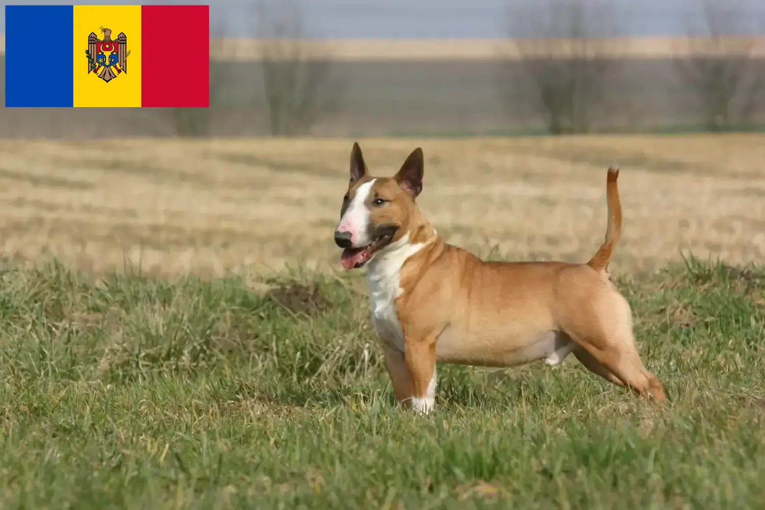 Bull Terrier chiots et éleveurs République de Moldavie Ici vous trouverez des éleveurs de Bull Terrier en République de Moldavie.