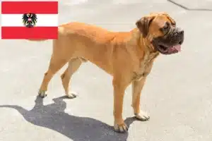 Lire la suite à propos de l’article Éleveurs de Bullmastiff et chiots en Autriche