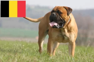 Lire la suite à propos de l’article Éleveurs de Bullmastiff et chiots en Belgique