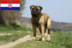 Lire la suite à propos de l’article Éleveurs de Bullmastiffs et chiots en Croatie