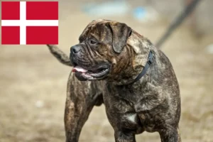 Lire la suite à propos de l’article Éleveurs de Bullmastiff et chiots au Danemark