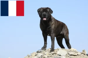 Lire la suite à propos de l’article Éleveurs de Bullmastiffs et chiots en France
