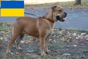 Lire la suite à propos de l’article Ca de Bou Éleveurs et chiots en Ukraine