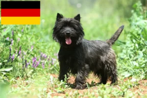 Lire la suite à propos de l’article Éleveurs de Cairn Terriers et chiots en Allemagne