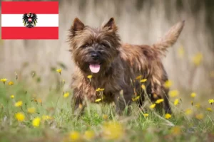 Lire la suite à propos de l’article Éleveurs de Cairn Terriers et chiots en Autriche