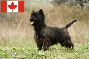 Lire la suite à propos de l’article Éleveurs de Cairn Terrier et chiots au Canada