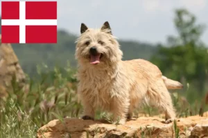 Lire la suite à propos de l’article Éleveurs de Cairns Terriers et chiots au Danemark