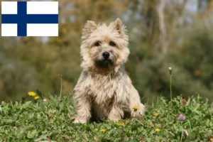 Lire la suite à propos de l’article Éleveurs de Cairns Terriers et chiots en Finlande